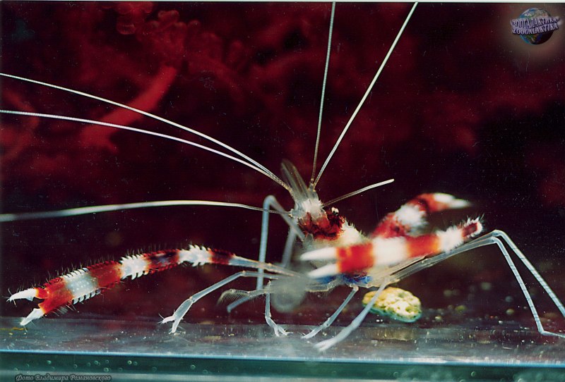 Креветка боксер (Stenopus hispidus)