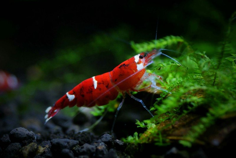 Креветки Shrimp Black Tiger