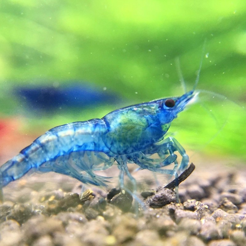 Креветка Каридина тигр