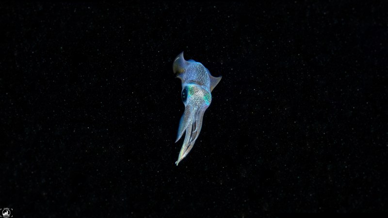 Кальмар Squid