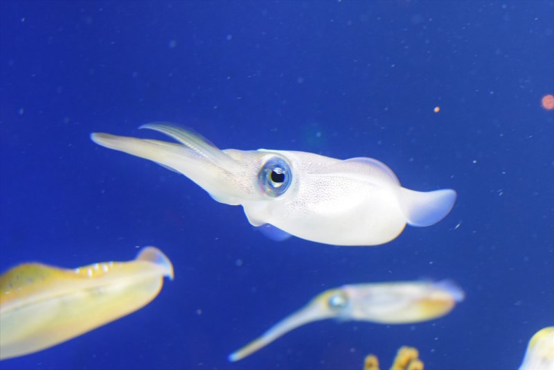 Кальмар Squid