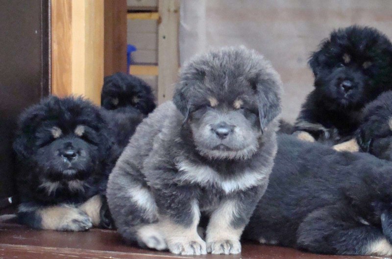 Голландская ОСТ-Индская компания