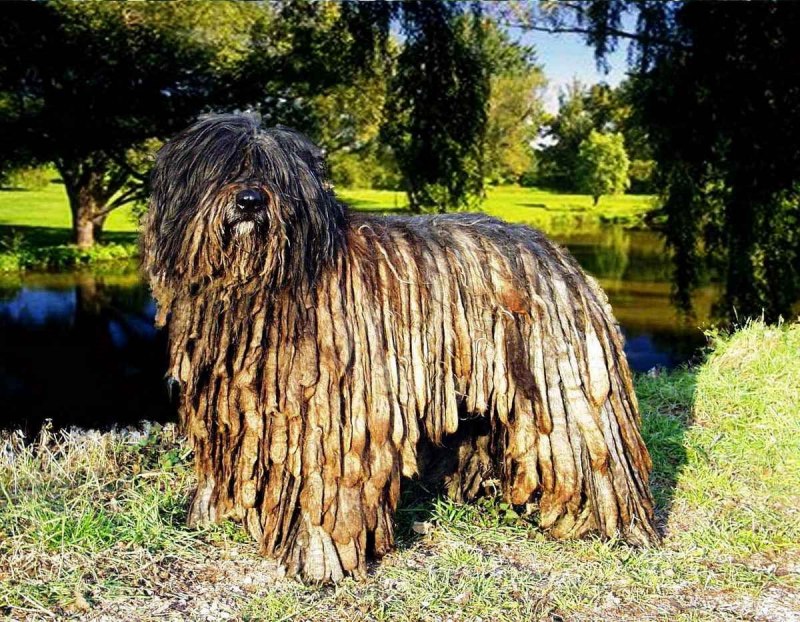 Шапендус голландская пастушья