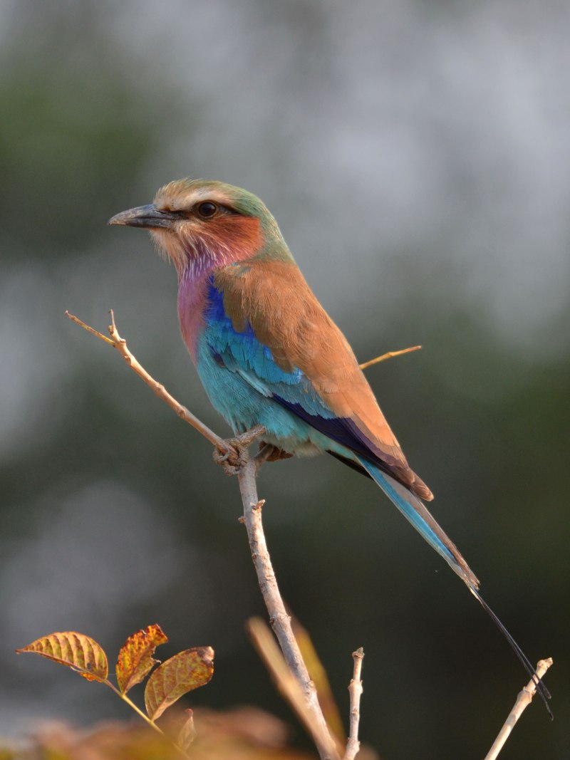 Coracias caudatus