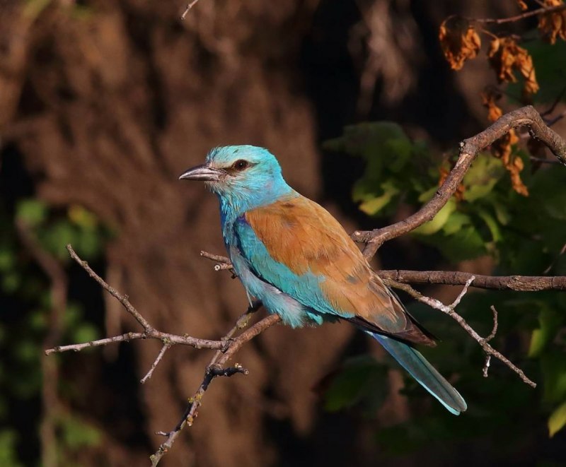 Обыкновенная сизоворонка Coracias garrulus