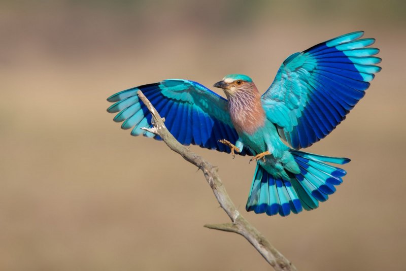 Обыкновенная сизоворонка Coracias garrulus