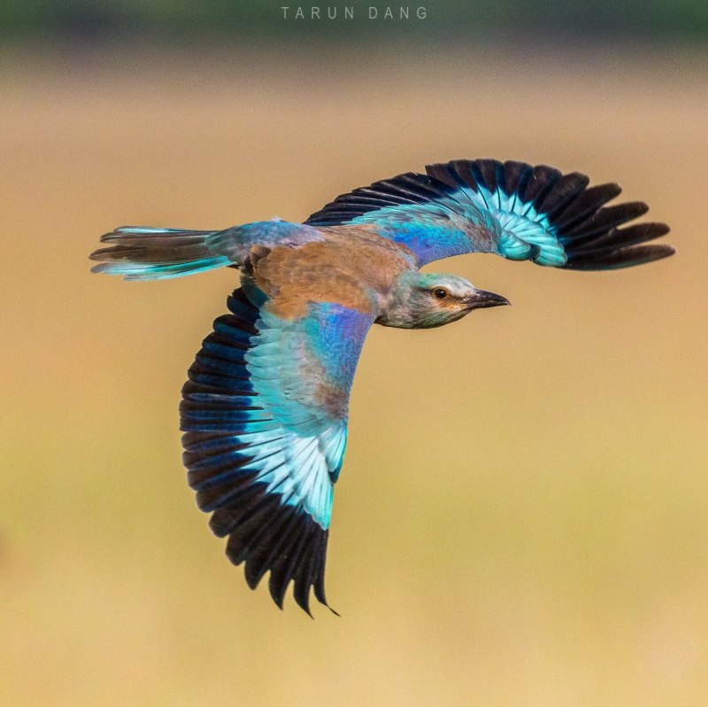 Blue-bellied Roller