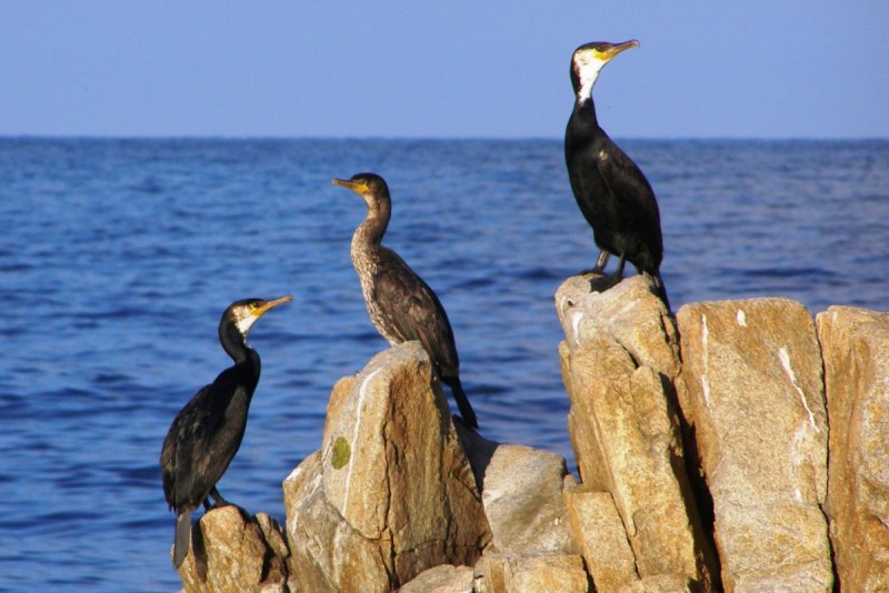 Хохлатый Баклан Phalacrocorax Aristotelis