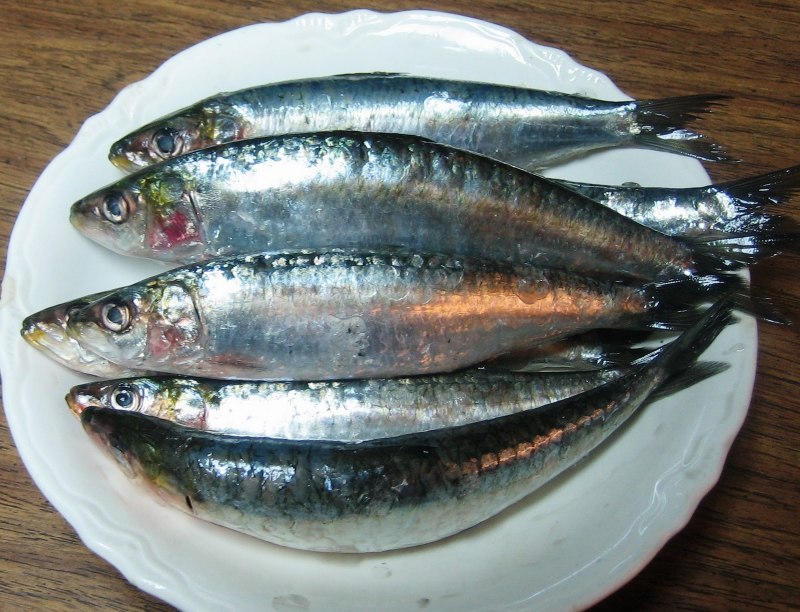 Сельдь Иваси в море