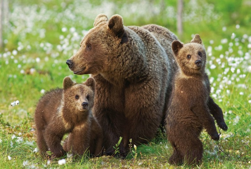 Животные белорусских лесов медведь