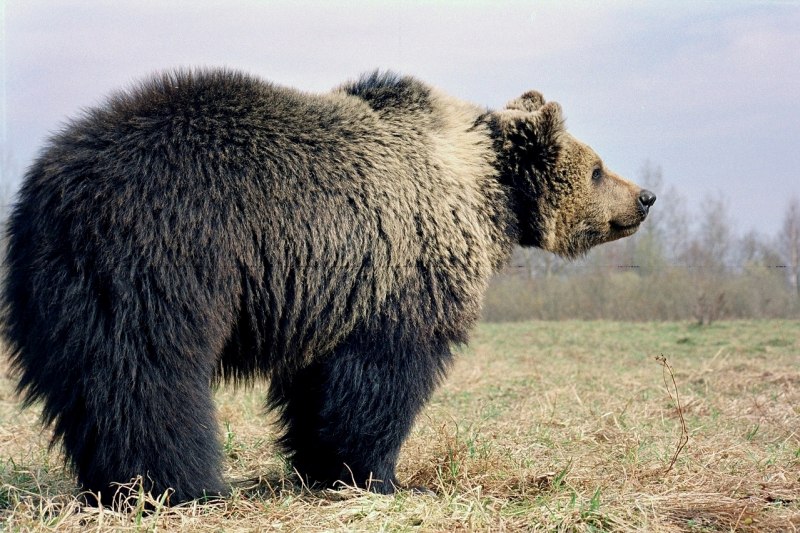 Бурый медведь нападение Гризли