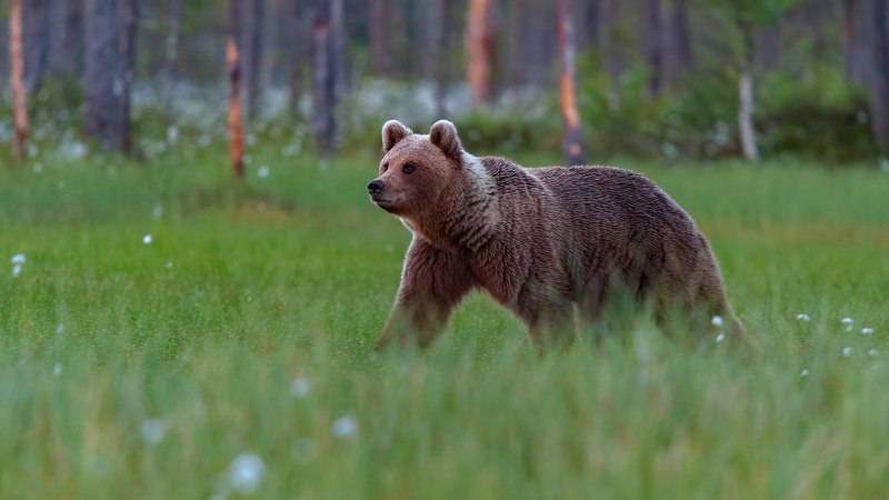 Беловежская пуща медведи