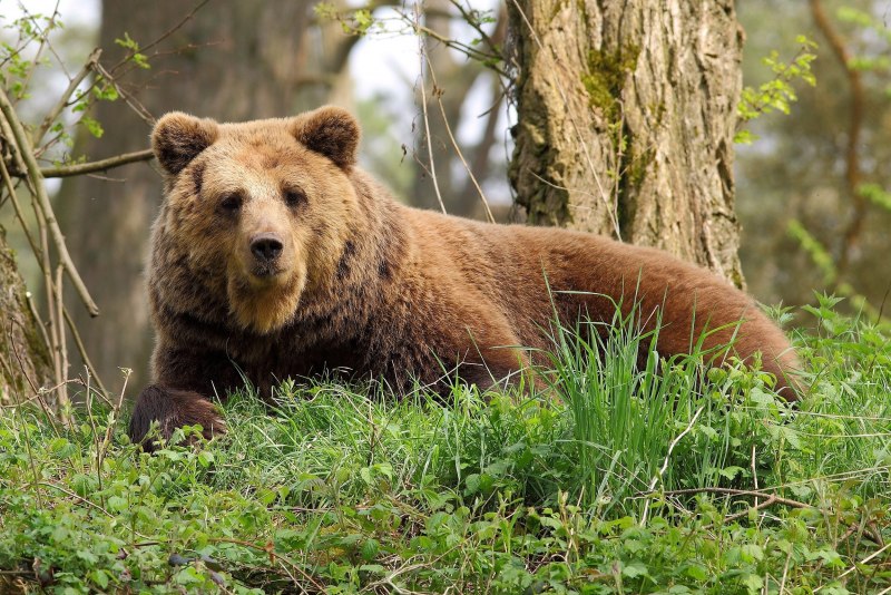 Бурый медведь – Ursus arctos l.