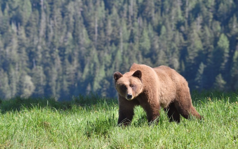 Северная Америка медведь Гризли