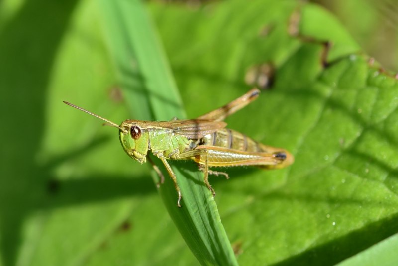 Enoplea кузнечик