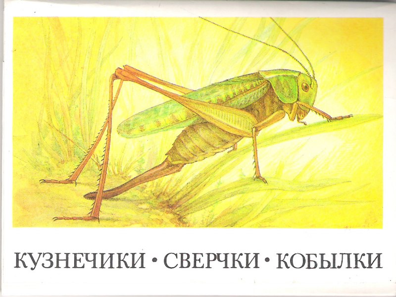 Ломоносов Михаил Васильевич кузнечик
