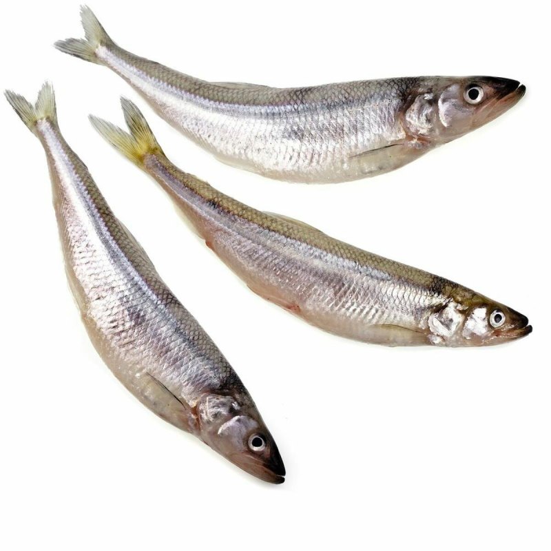 Корюшка Балтийская