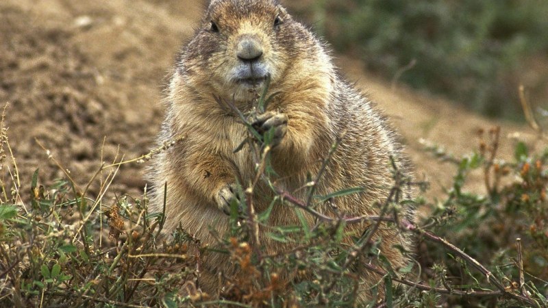 Сурок Степной, Байбак (Marmota Bobak)