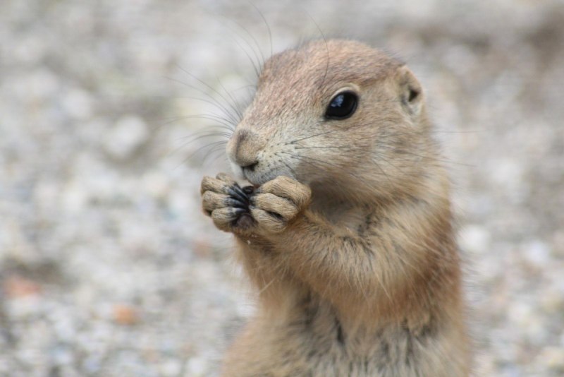 Сурок Степной, Байбак (Marmota Bobak)