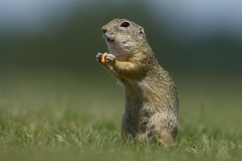 Gopher and Marmot