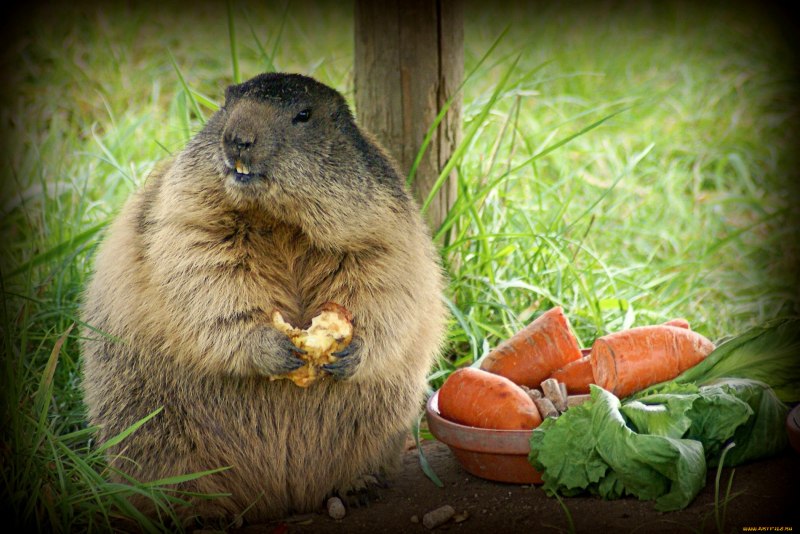 Gopher and Marmot