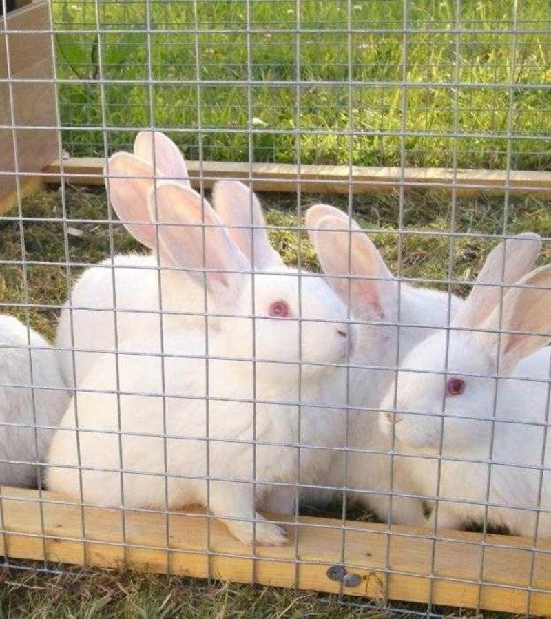 Белый заяц с красными глазами