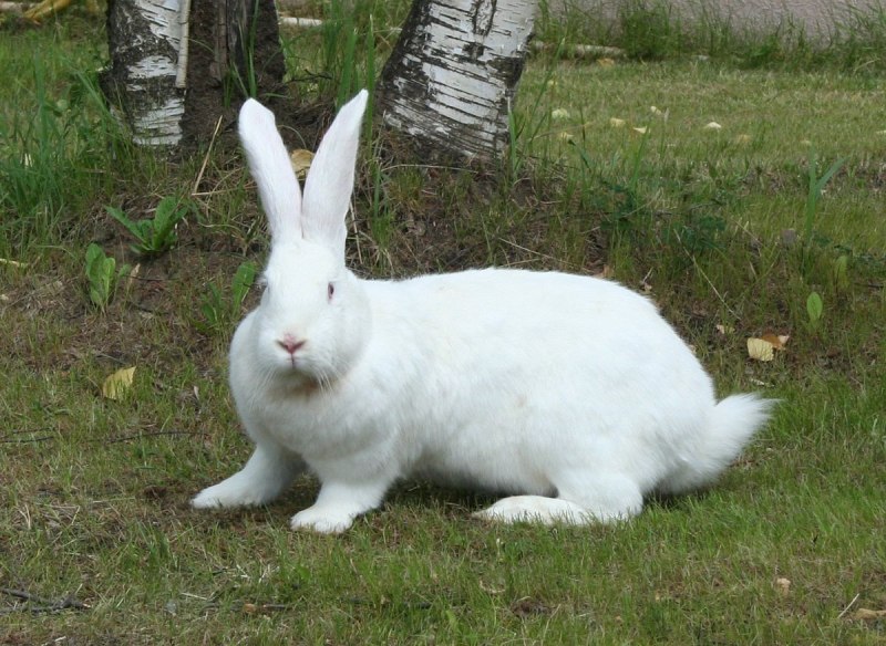 Ризен белый кролик