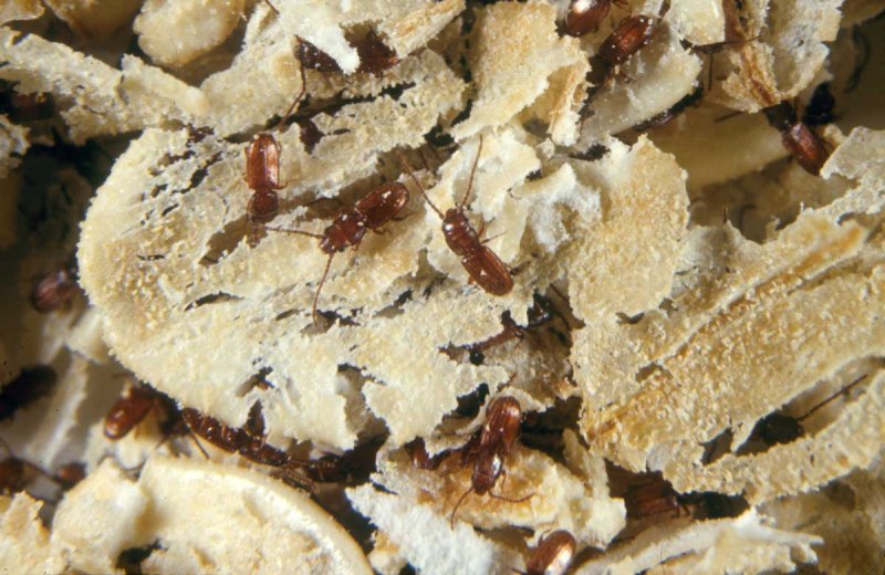 Sitophilus zeamais (кукурузный долгоносик)
