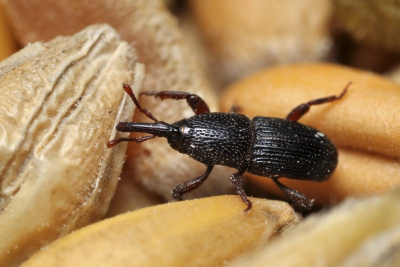 Stink Bug facts