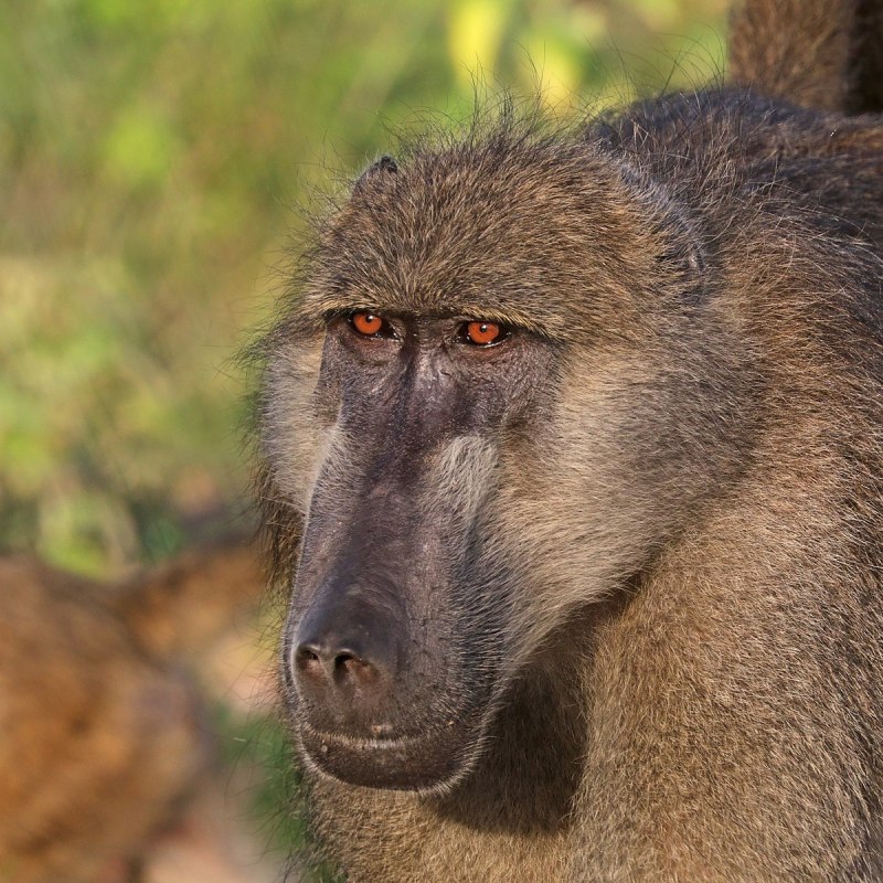 Uaso Nyiro