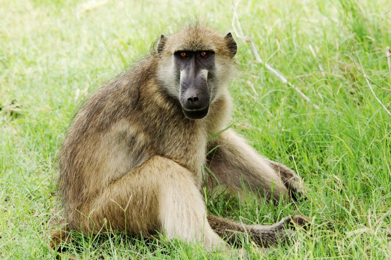 Papio Anubis Olive Baboon