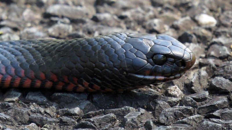Demansia Psammophis