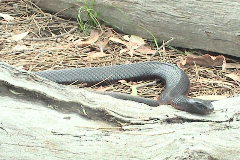 Чёрная мамба Dendroaspis polylepis