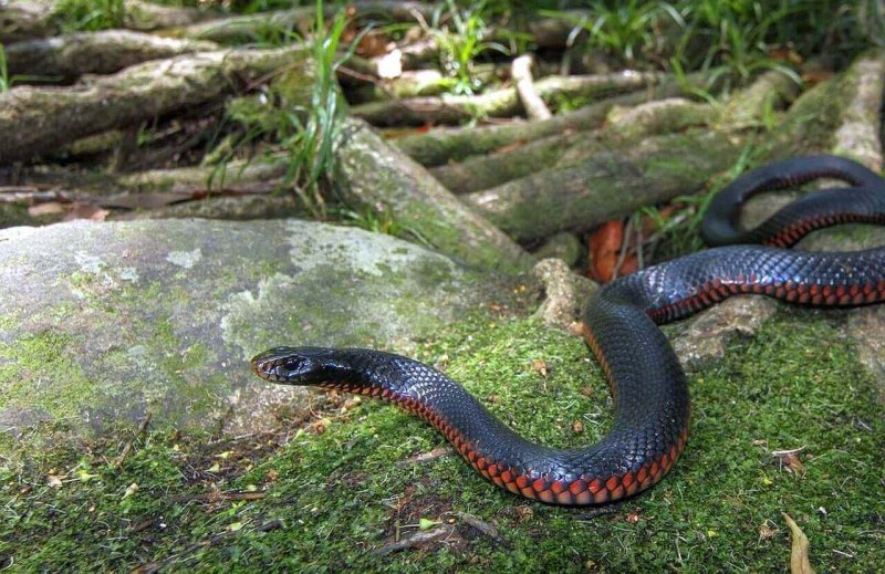 Черная ехидна Pseudechis porphyriacus