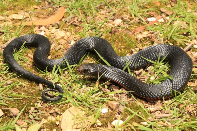 Pseudechis porphyriacus