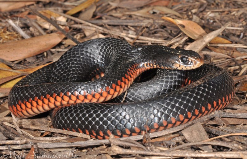 Pseudechis porphyriacus