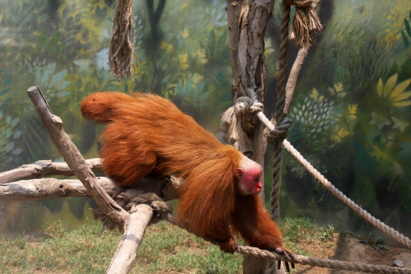 Cacajao calvus