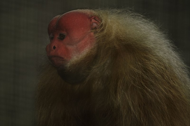 Bald Uakari