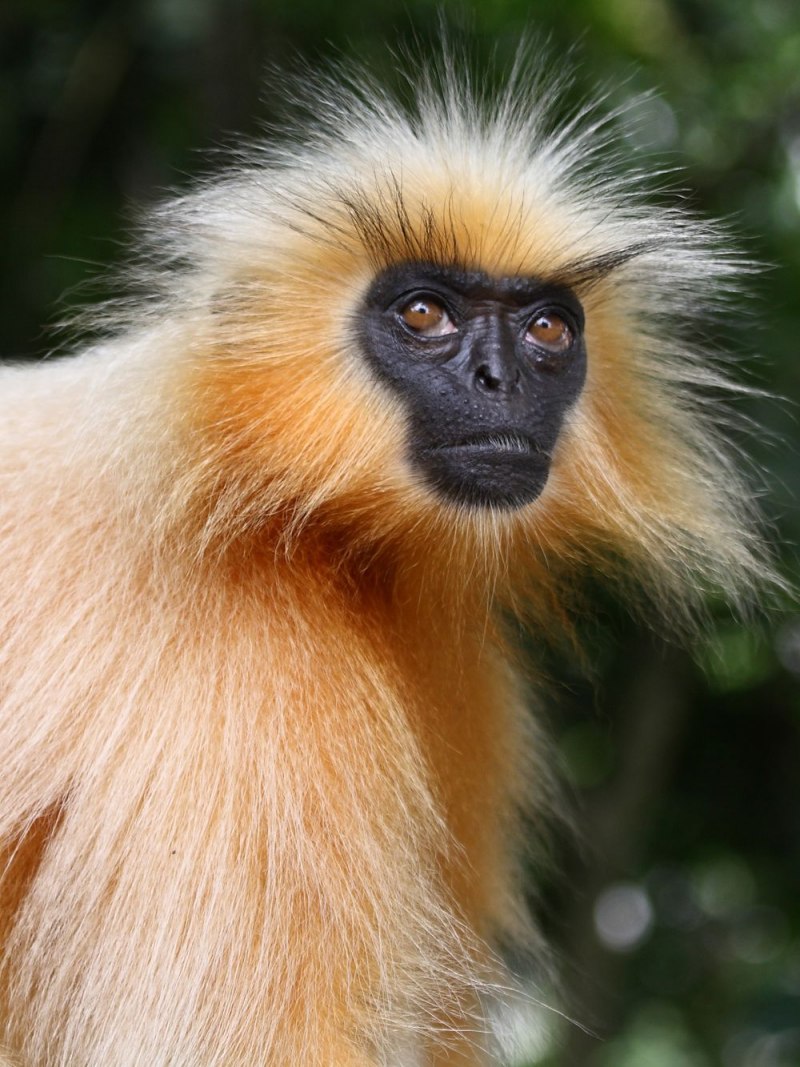 Бразилия Rainforest Tamarin