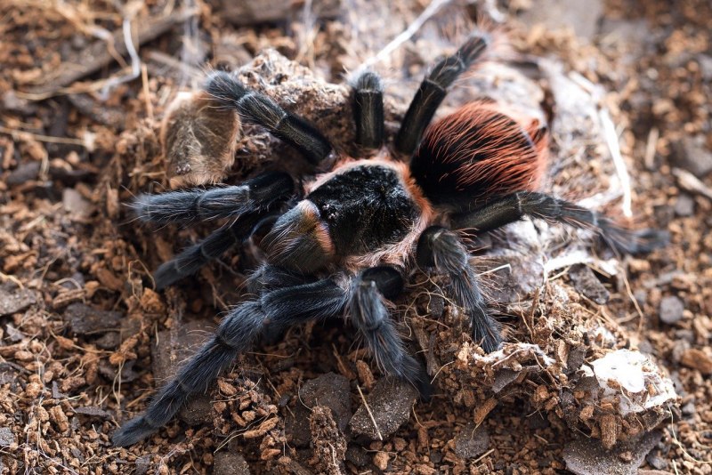 Brachypelma Vagans самец