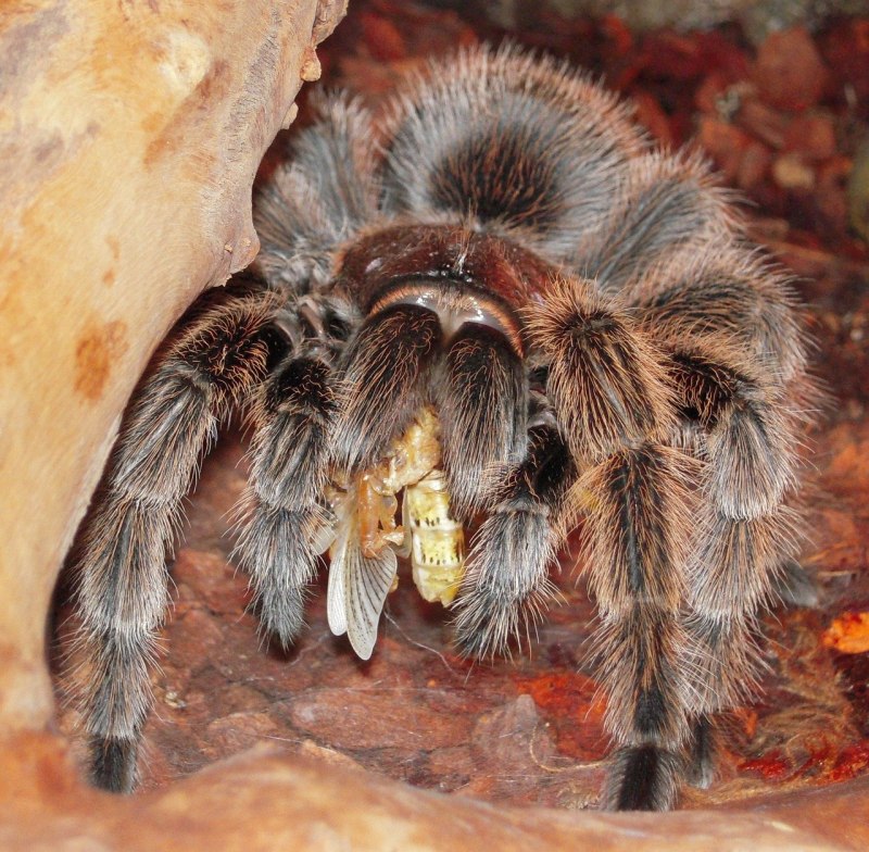 Grammostola Formosa
