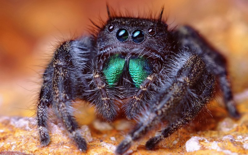 Phidippus Audax (паук-скакун)