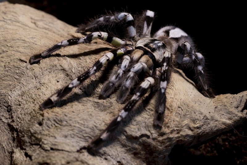 Poecilotheria regalis