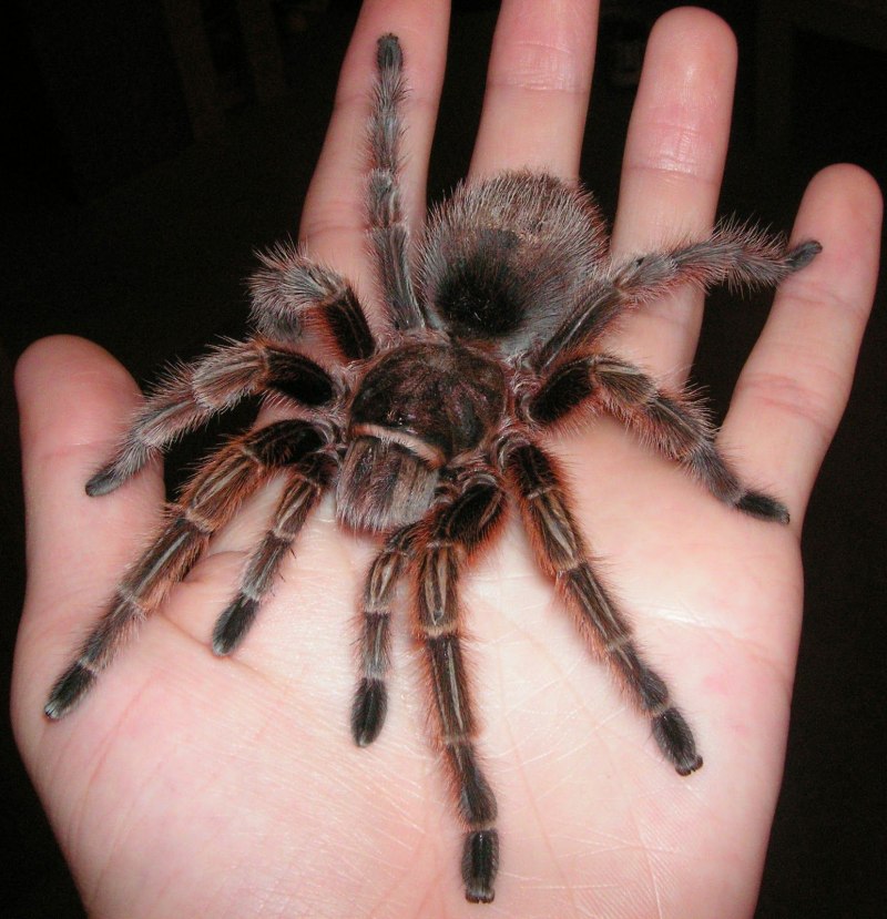 Grammostola rosea Red