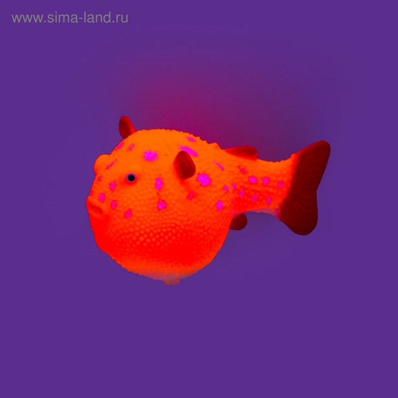 Скалярии глофиш