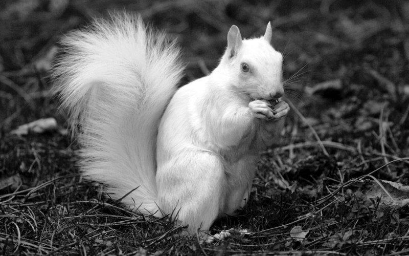 White Белочка