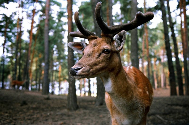 Рога животных