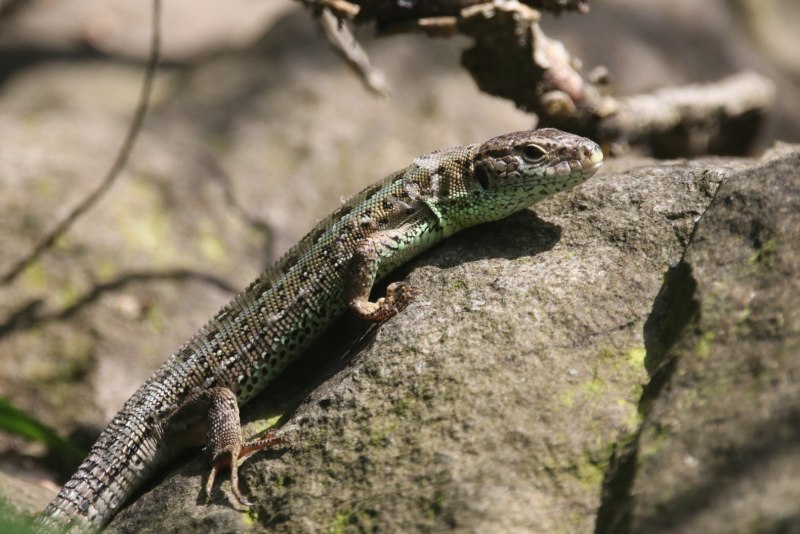 Newt ящерица