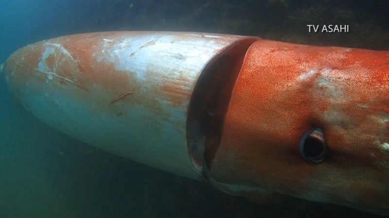 Осьминог Кракен осьминог