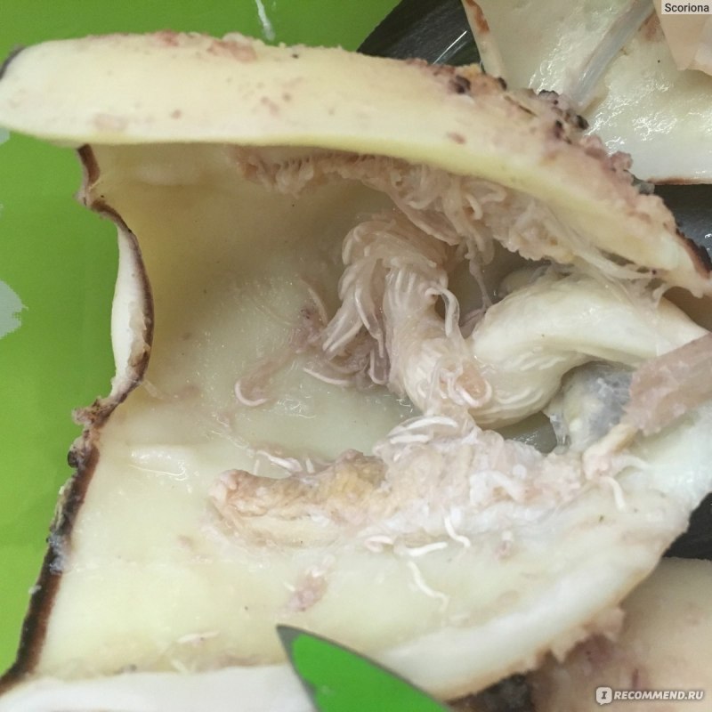 Мясо гигантского кальмара